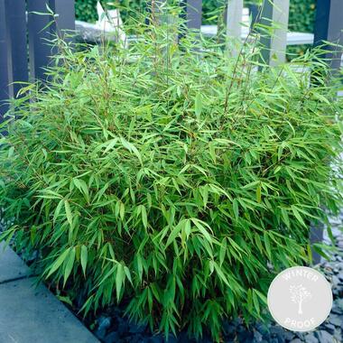 Fargesia rufa – Bamboe – ⌀23 cm - ↕60-70 cm product