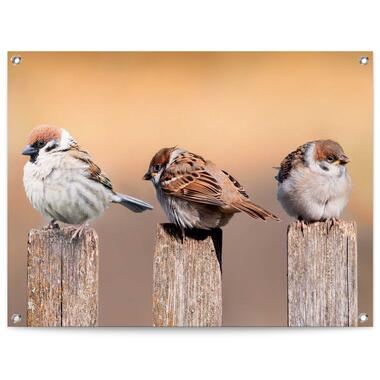Tuinposter - Vogels - 60x80 cm Canvas product