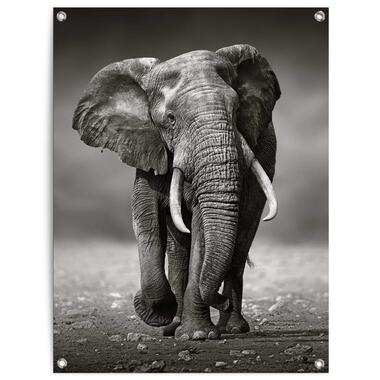Tuinposter Wandelende olifant 80x60 cm Zwart Canvas product