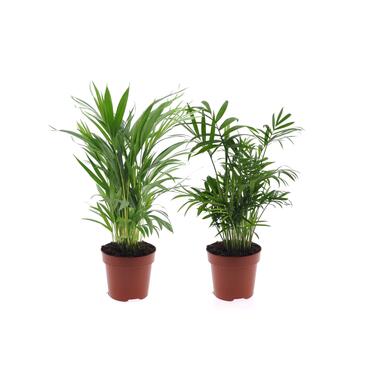 Dypsis, Chamaedorea - Set van 2 - Mini palm mix - Pot 12cm - Hoogte 25-40cm product