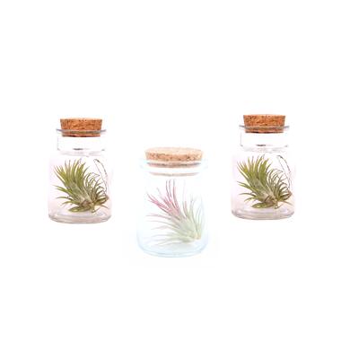 Plant in a Box - Mix van 3 Tillandsia - Luchtplantjes in glazen deco flesje product