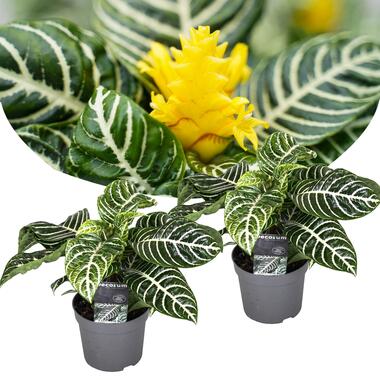 Aphelandra - Set van 2 - Zebraplant - Pot 13cm - Hoogte 25-45cm product