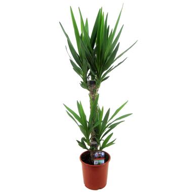 Yucca Elephantipes - Palmlelie - Kamerpalm - Pot 17cm - Hoogte 70-80cm product