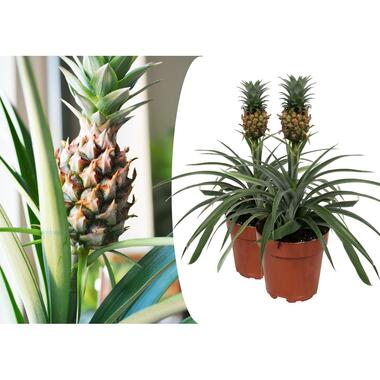Ananasplant 'Mi Amigo' - Set van 2 - Kamerplant - Pot 12cm - Hoogte 35-45cm product