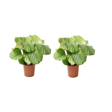 Calathea Orbifolia - Set van 2 - Pauwenplant - Pot 21cm - Hoogte 55-60cm product