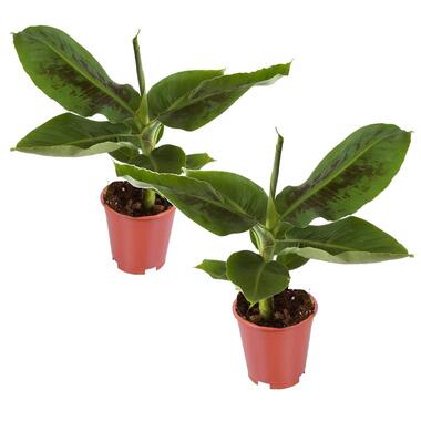 Musa 'Oriental Dwarf' - Set van 2 - Bananenplanten - Pot 12cm - Hoogte 25-40cm product