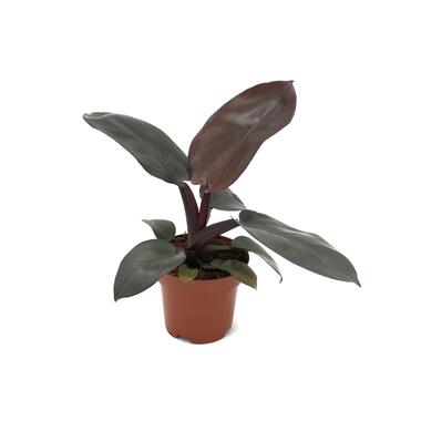 Philodendron Black Cardinal - Sterke kamerplant - Pot 12cm - Hoogte 20-30cm product
