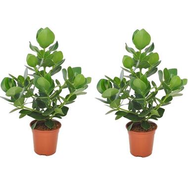 Clusia rosea 'Princess' - Set van 2 - Pot 17cm - Hoogte 50-60cm product