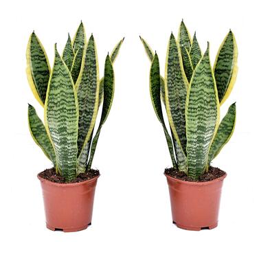 Sansevieria Laurentii - Set van 2 - Vrouwentong - Pot 12cm - Hoogte 30-40cm product