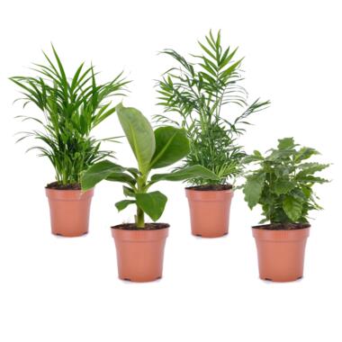 Trendy Thuis - Set van kamerplanten - Pot 12cm - Hoogte 25-40cm product