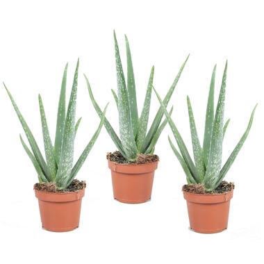 Aloë vera - Set van 3 - Aloe barbadensis - Hoogte 25-40cm - ⌀10,5cm product