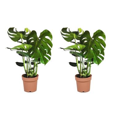 Monstera Deliciosa XL - Set van 2 - Gatenplant - Pot 21cm - Hoogte 70-80cm product