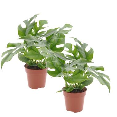 Rhaphidophora Tetrasperma - Set van 2 - Monstera - Pot 12cm - Hoogte 20-30cm product