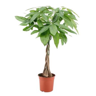 Pachira aquatica 'Geldboom' - Pot 17cm - Hoogte 60-70cm product