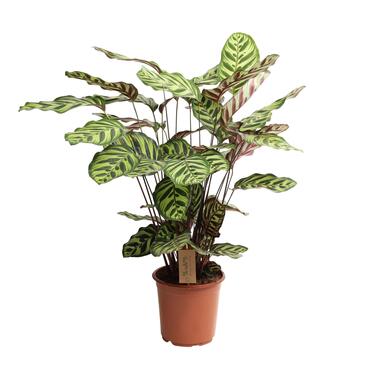 Calathea Makoyana - Tropisch plant - Pot 21cm - Hoogte 60-70cm product