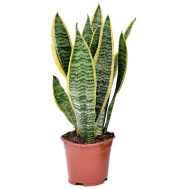 Sansevieria Laurentii - Vrouwentong - Pot 12cm - Hoogte 30-40cm product