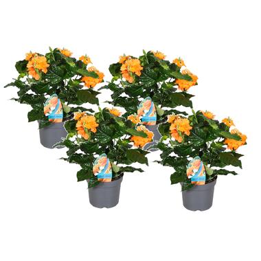 Crossandra Fortuna - Set van 4 - Oranje bloemen - Pot 13cm - Hoogte 20-30cm product