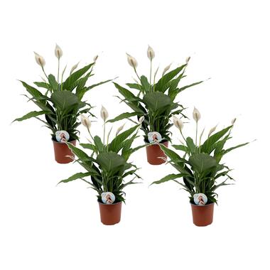 Editor Fragiel Geit Spathiphyllum Lima - Lepelplant - Pot 17cm - Hoogte 60-75cm | Leen Bakker