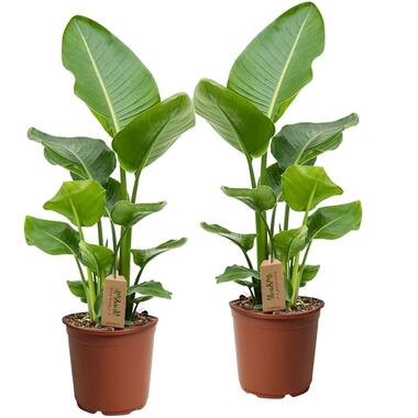 Strelitzia Nicolai - Set van 2 - Groene kamerplant - Pot 17cm - Hoogte 55-70cm product