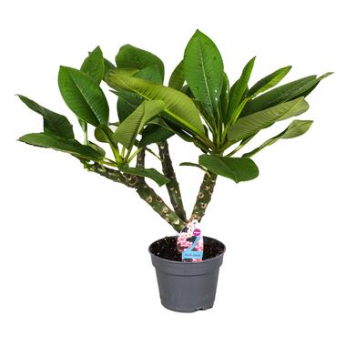Plumeria Frangipani Hawaii - Pot 17cm - Hoogte 45-55cm product
