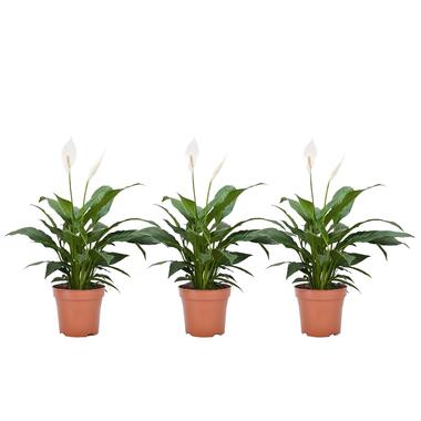 Spathiphyllum 'Lepelplant' - Set van 3 - Pot 12cm - Hoogte 30-40cm product