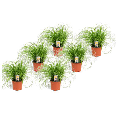 Cyperus - Set van 6 - Kattengras - Pot 12cm - Hoogte 30-40cm product