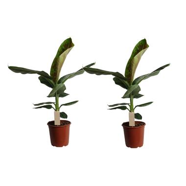 Musa Cavendish - Set van 2 - Dwarf Cavendish - Pot 21cm - Hoogte 90-100cm product