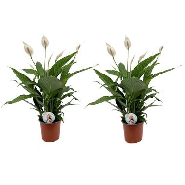 Spathiphyllum Lima - Lepelplant - Set van 2 - Pot 17cm - Hoogte 60-75cm product