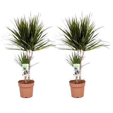 Dracaena Marginata - Set van 2 - Drakenbloedboom - Pot 17cm - Hoogte 70-80cm product