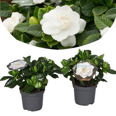 Gardenia Jasminoides - Set van 2 - Jasmijn - Pot 13cm - Hoogte 20-30cm product