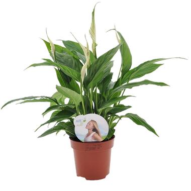 Lepelplant - Spathiphyllum 'Torelli' - Hoogte 30-45cm - ⌀12cm product