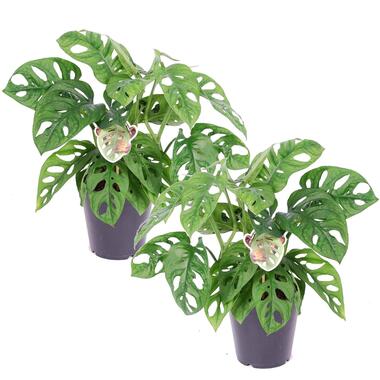 Monstera Monkey Mask - Set van 2 - Rimpelgatenplant - Pot 12cm - Hoogte 25-30cm product