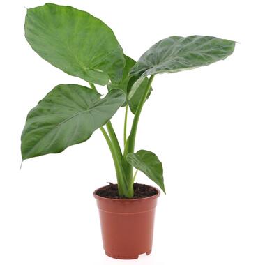 Alocasia Macrorrhiza - 'Olifantsoor' - Pot 17cm - Hoogte 60-70cm product