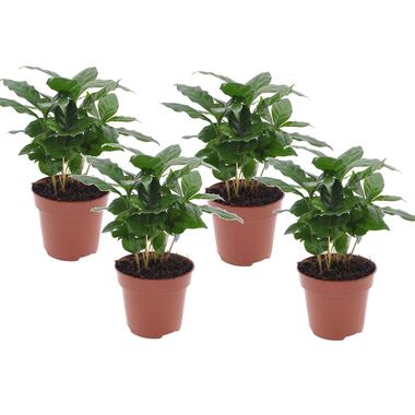 Coffea arabica - Koffieplant - Set van 4 - Pot 12cm - Hoogte 25-40cm product