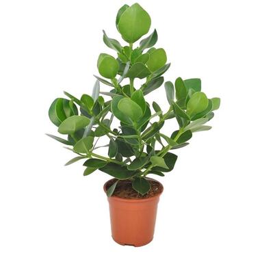 Clusia rosea 'Princess' - Pot 17cm - Hoogte 50-60cm product