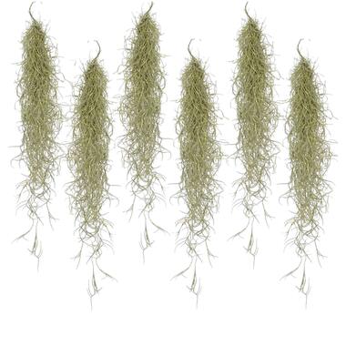 Tillandsia Usneoides 'Spaans Mos' - Set van 6 - Hoogte 25-50cm product