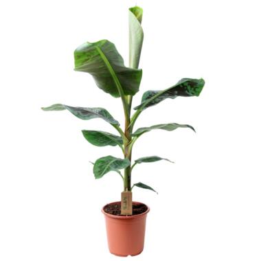 Musa Cavendish - Kamerplant - Dwergcavendish - Pot 21cm - Hoogte 90-100cm product