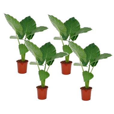 Alocasia Macrorrhiza - Set van 4 - "Olifantsoor" - Pot 17cm - Hoogte 60-70cm