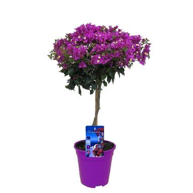 Bougainvillea op Stam - Paarse bloemen - Tuinplant - Pot 17cm - Hoogte 50-60cm product