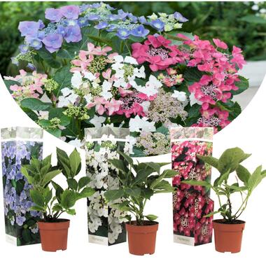 Hortensia macrophylla Teller - Mix van 3 - Hydrangea - Pot 9cm - Hoogte 25-40cm product