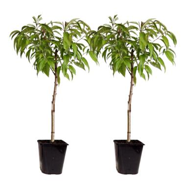 Prunus persica 'Bonanza' - Set van 2 - Dwergperzikboom - ⌀15cm - Hoogte 60-70cm product