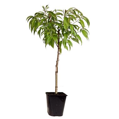 Prunus Persica 'Saturne' - Perzikboom - Fruitboom - Pot 15 cm - Hoogte 60-70cm product