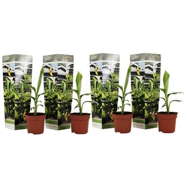 Musa Basjoo - Set van 4 - Bananenplant - Tuinplant - Pot 9cm - Hoogte 25-40cm product