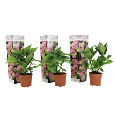 Hydrangea macrophylla - Roze - Set van 3 - Hortensia - Pot 9cm - Hoogte 25-40cm product