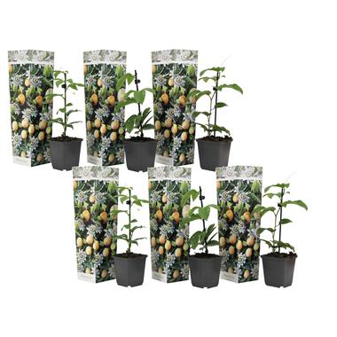 Passiflora Edulis klimplant - Mix van 6 - Passiebloem -Pot 9cm - Hoogte 25-40cm product
