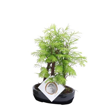 Outdoor Bonsai Metasequoia Forest - Bonsai - Pot 15cm - Hoogte 20-30cm product