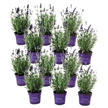 Lavendel - Set van 12 - Lavandula angustifolia - Hoogte 10-15cm - ⌀10,5cm product