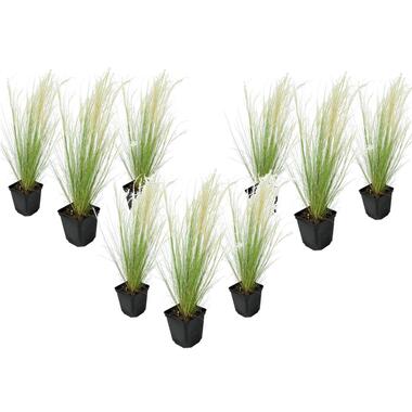 Stipa tenuifolia 'Pony Tails' - Set van 9 - Siergras - Pot 9cm - Hoogte 20-30cm product