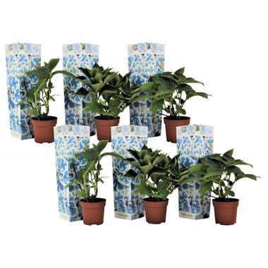 Hortensia - Set van 6 - Hydrangea macrophylla 'Bavaria' - Hoogte 25-40cm - ⌀9cm product