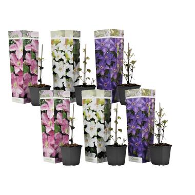 Clematis - Mix van 6 - Tuinplanten - Klimplant - Pot 9cm - Hoogte 25-40cm product